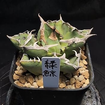 アガベ チタノタ 緑鯨 valiem GHORST bowl Mサイズ Amazon.co.jp: アガベ チタノタ